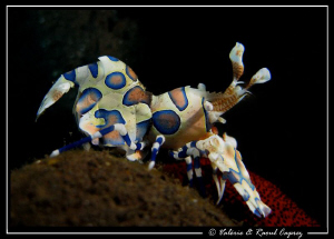Hymenocera elegans by Raoul Caprez 